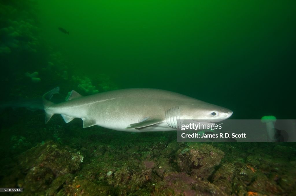 Bluntnose Sixgill Sharks
