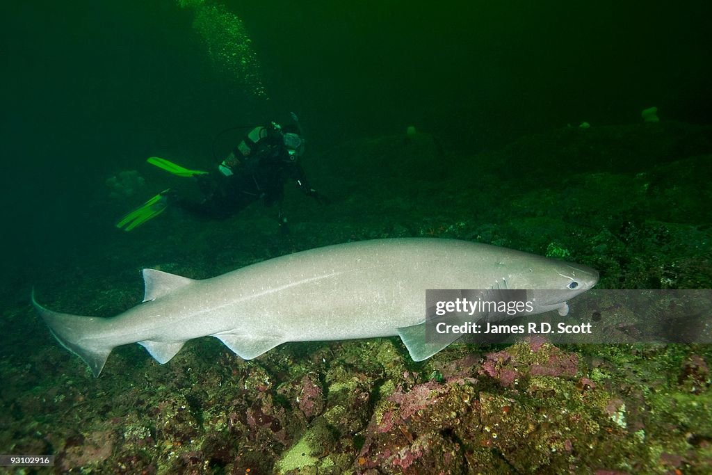 Bluntnose Sixgill Shark with Diver