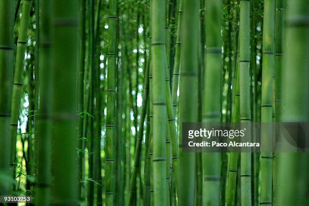 bamboo forest - bambushain stock-fotos und bilder