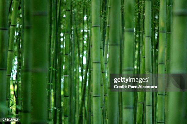 bamboo forest - bamboo grove stock pictures, royalty-free photos & images