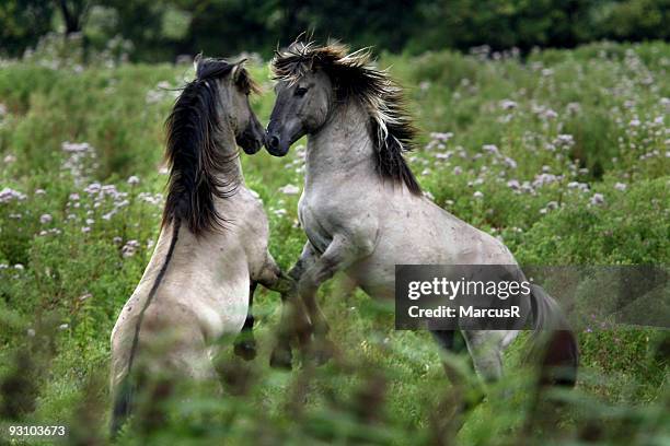 rivals - animal behaviour stock pictures, royalty-free photos & images