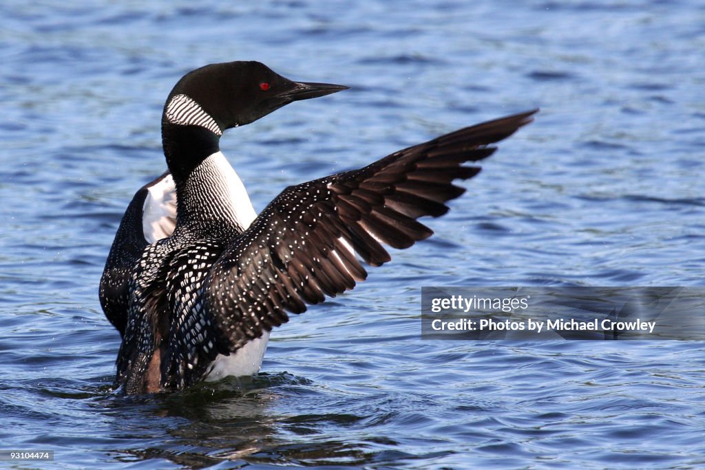 Loon Walk Common Loon Walking