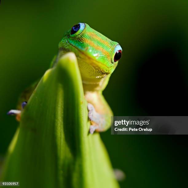 green gecko - geckos stock-fotos und bilder