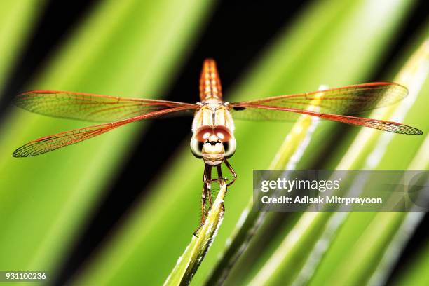 dragonfly looking at camera (palm green leaf background) - dispersal botany stock pictures, royalty-free photos & images