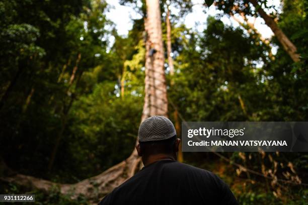 This photograph taken on February 11, 2018 shows a traditional Malaysian honey hunter watching as others fix a ladder for harvesting bee-nests atop a...