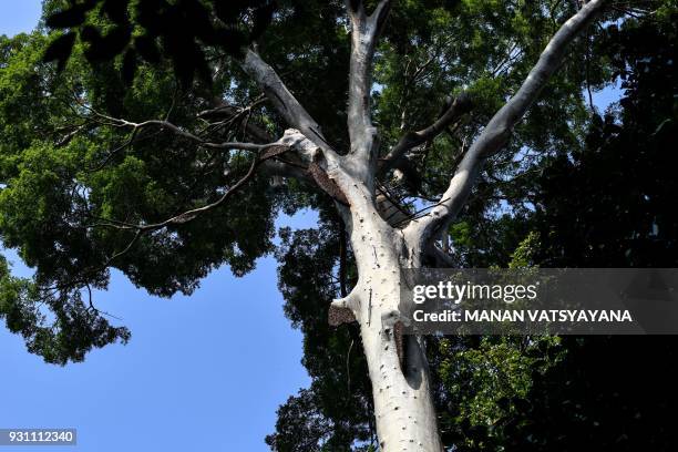 HONEYThis photograph taken on February 11, 2018 shows traditional Malaysian honey hunter Mohamad Khairi Mohamad Arshad cutting wood to make ladder...