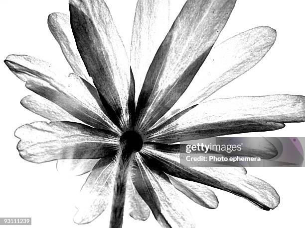 translucent windflower - petal stock illustrations