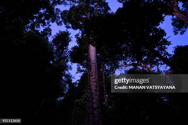 This photograph taken on February 11, 2018 shows a period of twilight as traditional Malaysian honey hunters fix a ladder for harvesting bee-nests...