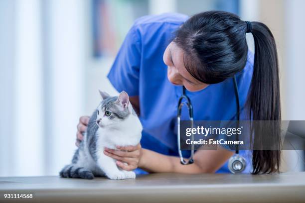 examiner un chat - fat cat photos et images de collection