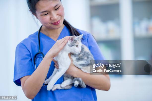 holding a cute cat - fat cat stock pictures, royalty-free photos & images