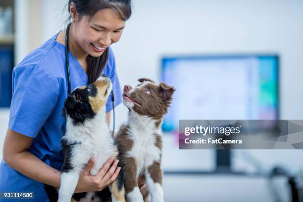 vet with two border collies - animal hospital stock pictures, royalty-free photos & images