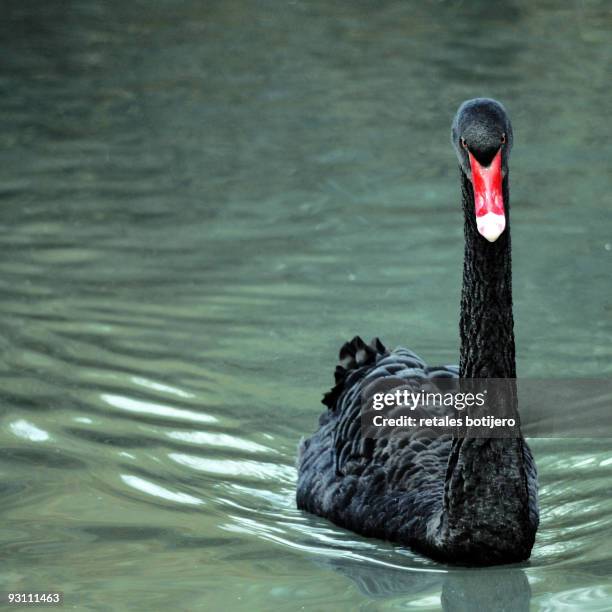 cisne negro - cisne stock pictures, royalty-free photos & images