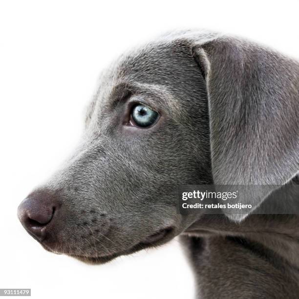 braco de weimar - weimar dog stock pictures, royalty-free photos & images