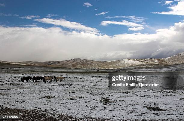 horses on the mongolian steppe - ステップ地帯 ストックフォトと画像