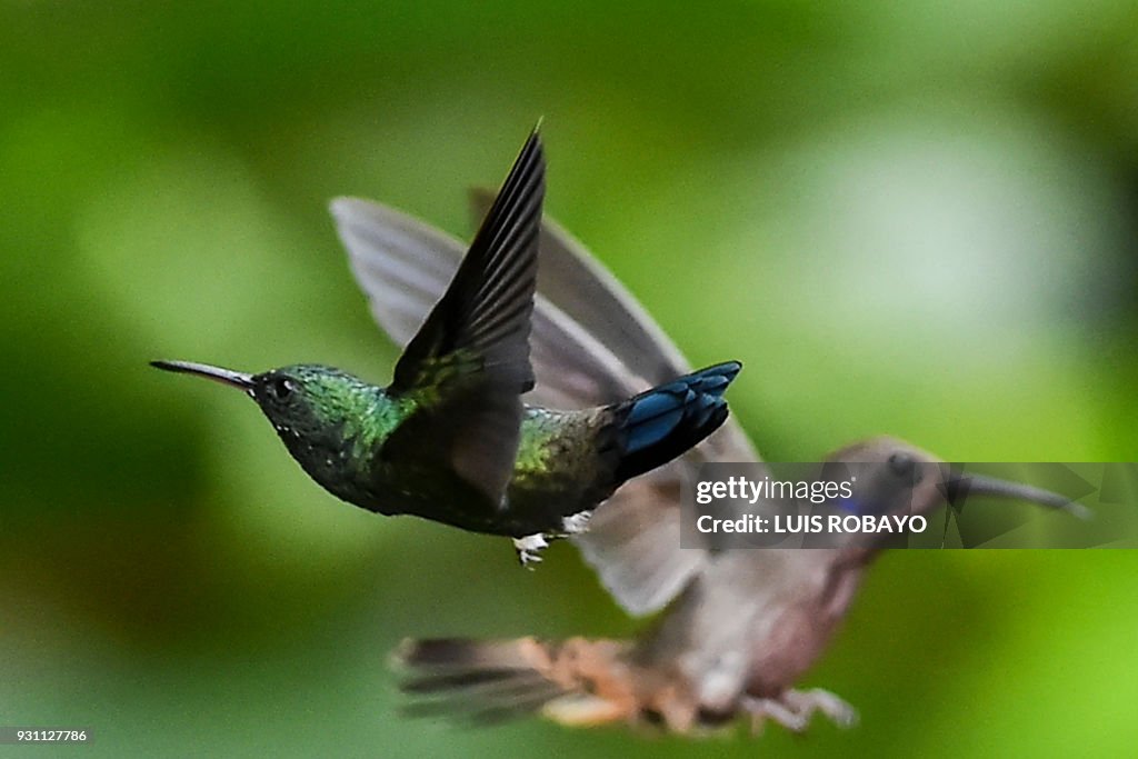 COLOMBIA-BIRDWATCHING