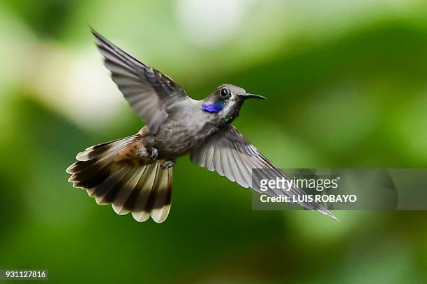 Brown violetear hummingbird is photographed at the Cloud Forest of San Antonio, in the rural area of Cali, department of Valle del Cauca, Colombia,...