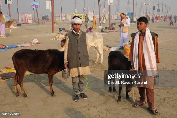 Two boys collect money from devotees walking around with calves in Sangam during Magh Mela Festival on January 27, 2018 in Allahabad, India. Sangam...