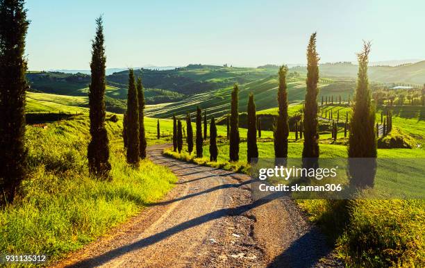 sunset cypress valley at toscana - italian cypress bildbanksfoton och bilder