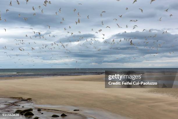 large group of seagull at garry beach, tolsta, isle of lewis, scotland - hébridas imagens e fotografias de stock