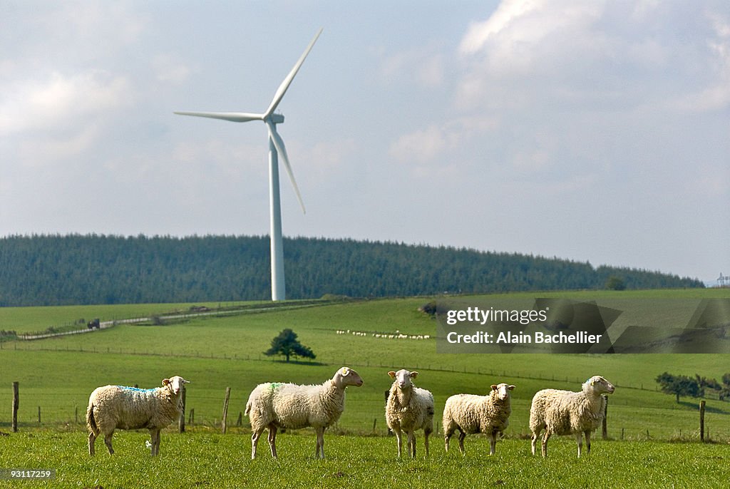 Moutons de Millevaches