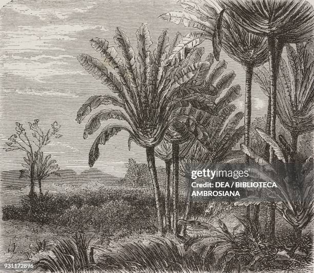 Traveller's palm , Madagascar, drawing by Evremond de Berard from Travel by Ida Pfeiffer from Il Giro del mondo , Journal of geography, travel and...