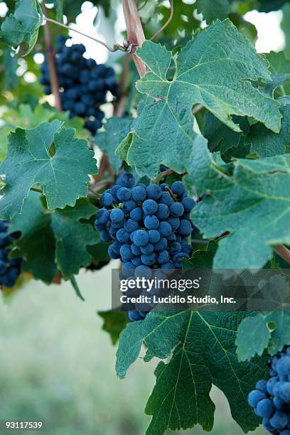 ripe wine grapes okanagan valley - okanagan vineyard stock-fotos und bilder