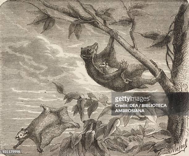Colugo or flying lemur or galeopterus with a baby in her pouch, drawing by A Mesnel from The Malay Archipelago, 1861-1862, by Alfred Russell Wallace...