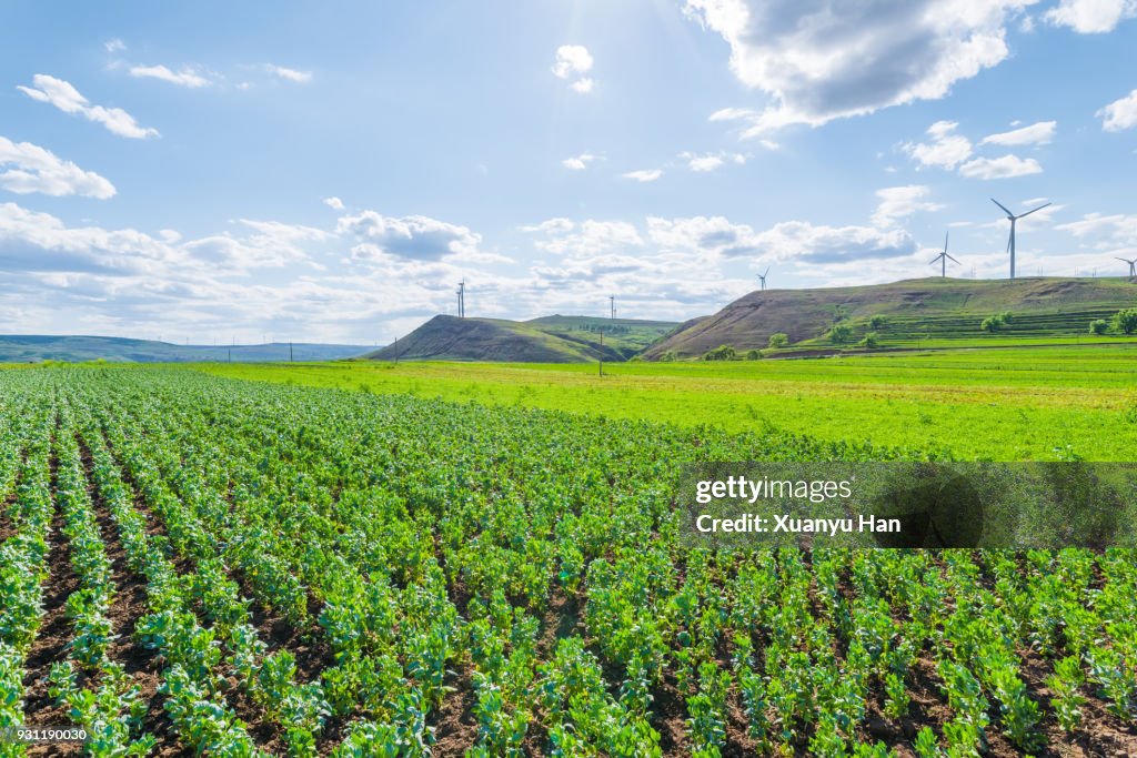 Green agriculture and blue sky