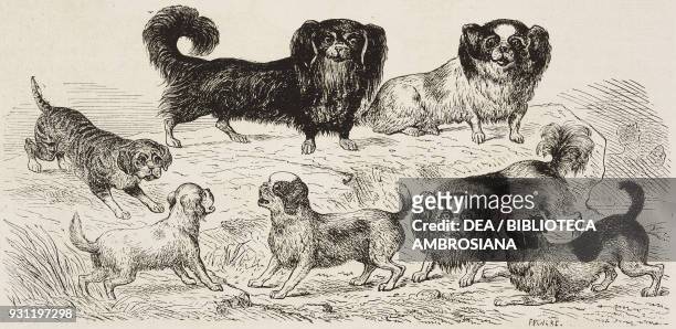Puppies, China, drawing by Grenier, from Journey from Shanghai to Moscow by A Possielgue, from Il Giro del mondo , Journal of geography, travel and...