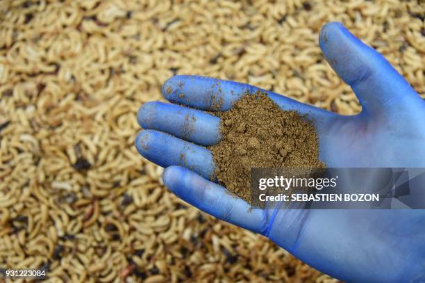 Textured Insect Protein Insect Protein Photos and Premium High Res Pictures - Getty Images
