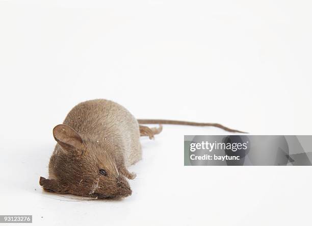 ratón muerto - rodent fotografías e imágenes de stock