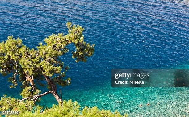 tree and aegean sea - kavalla stock pictures, royalty-free photos & images