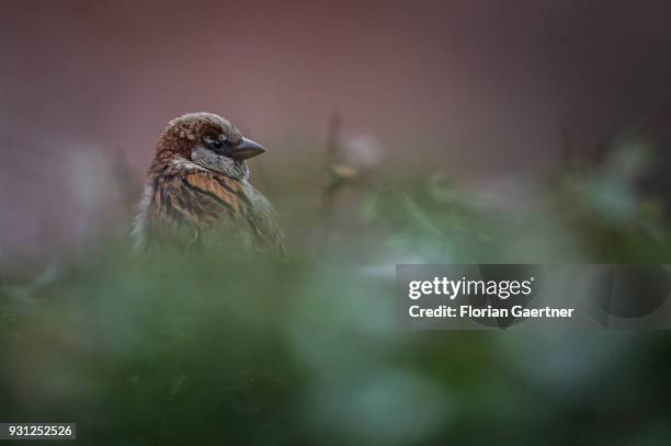First signs of spring: A sparrow sits in a bush on March 06, 2018 in Berlin, Germany.