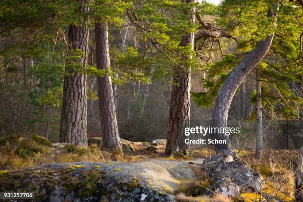 tree trunks of pines - svensk skog bildbanksfoton och bilder