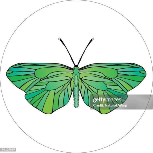 insect design 17 - small scar stock illustrations