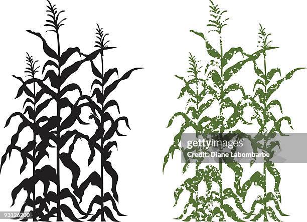 stockillustraties, clipart, cartoons en iconen met corn stalk plants in black and green grunge vector illustration - cornfield