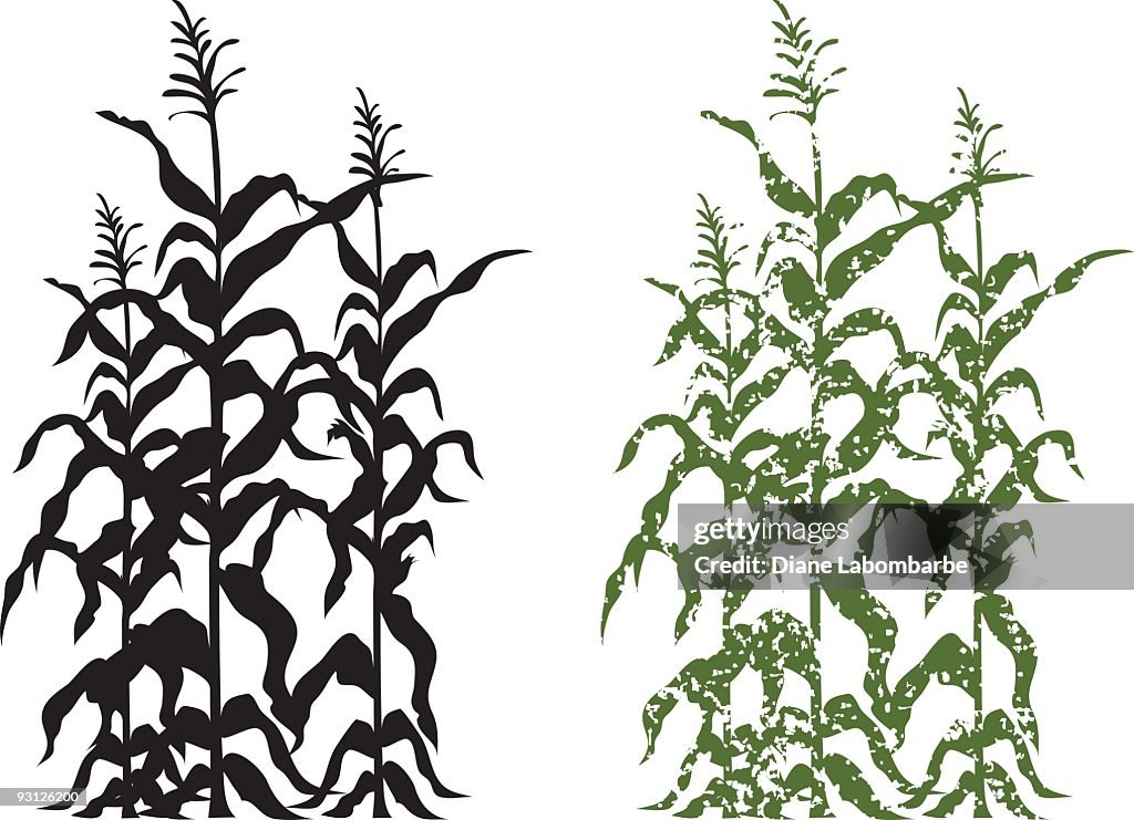 Corn Stalk Plants in Black and Green Grunge Vector Illustration