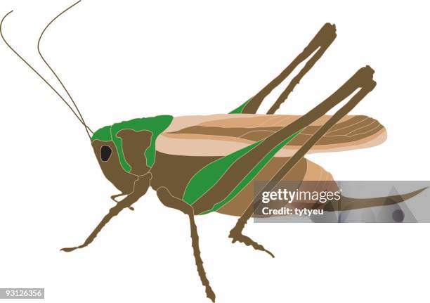 ilustraciones, imágenes clip art, dibujos animados e iconos de stock de vector saltamontes - acrida cinerea antennata