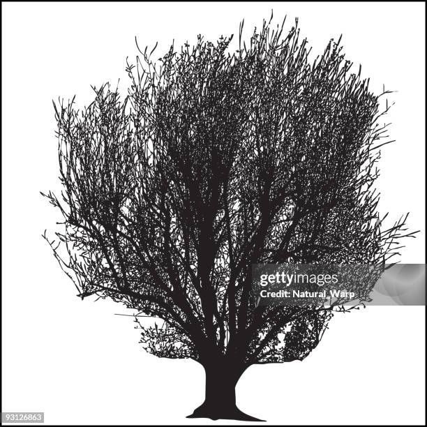 illustrations, cliparts, dessins animés et icônes de big tree - entourer