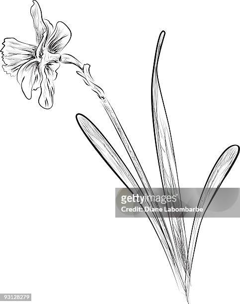 ink style daffodil illustration - daffodil isolated stock illustrations