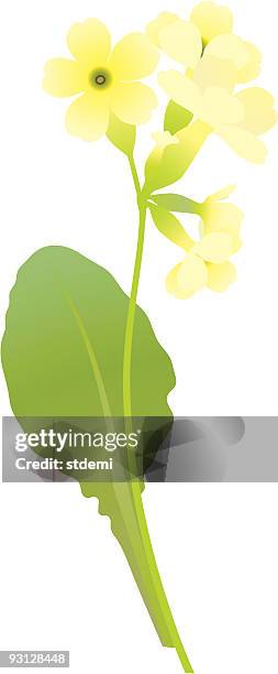 primrose - cowslip stock illustrations
