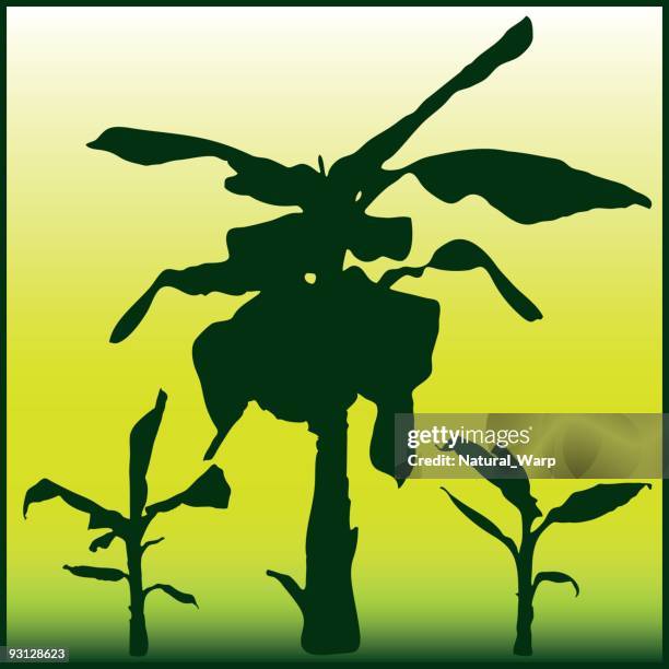 banana tree - big tree stock illustrations