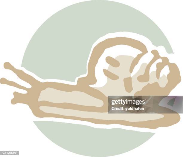 snail - white shells stock illustrations