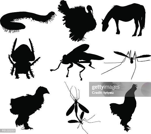 animal silhouettes - white laced red cornish large fowl stock illustrations