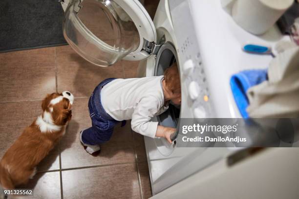 help me fix this washing machine - dog washing machine stock pictures, royalty-free photos & images