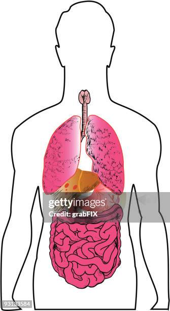 organe - menschliche bauchspeicheldrüse stock-grafiken, -clipart, -cartoons und -symbole