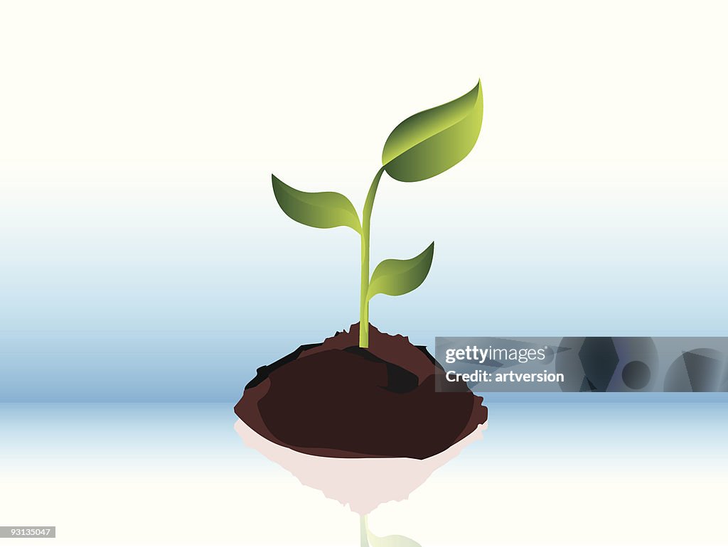 Plant