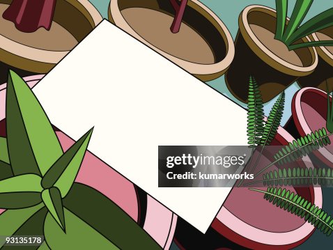 Plant Plant