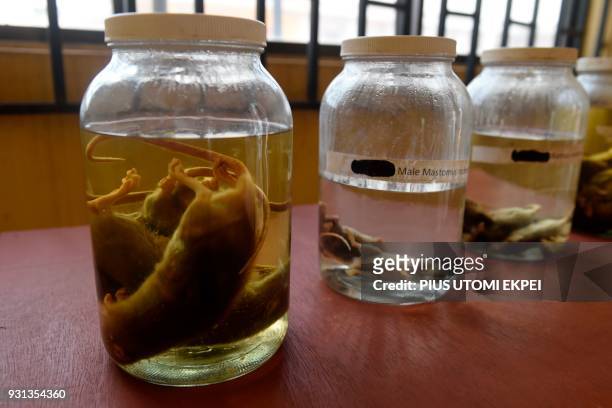 Samples of rodents that spread Lassa fever are displayed at the Institute of Lassa Fever Research and Control in Irrua Specialist Teaching Hospital...