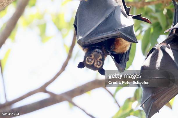 Bat Tree Roost Photos and Premium High Res Pictures - Getty Images